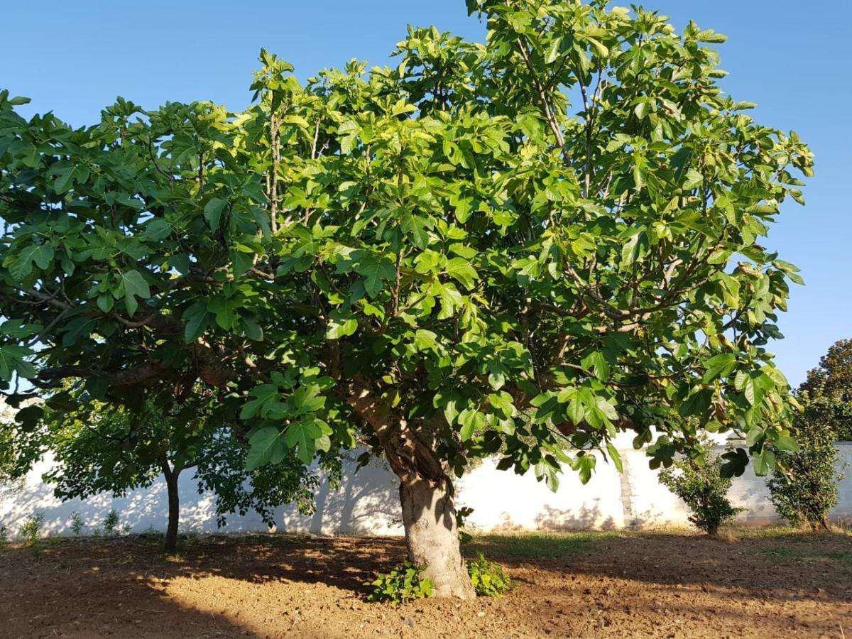 Casa Vacanze Salento - Villa Diso Galatina Luaran gambar